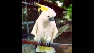 suara-burung-kakak-tua-jawara