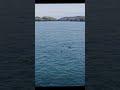 Dolphin and gannet feeding frenzy in Wales #ocean #dolphin #gannet
