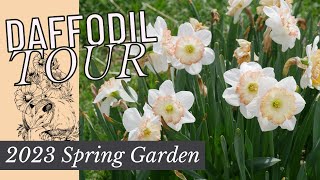 FULL TOUR: DAFFODILS - 2023 SPRING GARDEN TOUR // BACKYARD FULL TOUR: DAFFODILS - 2023 SPRING GARDEN TOUR // BACKYARD