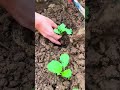 Efficient agricultural techniques for planting vegetable seedlings in rich, fertile soil