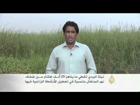 استخلاص فحم صديق للبيئة في موريتانيا