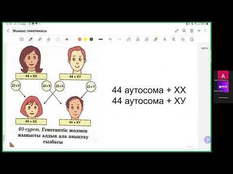 Сексуалдық сәбилер мен ачи