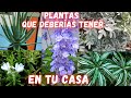 6 PLANTAS que no DEBEN FALTAR en TU CASA por que TIENEN MUCHOS BENEFICIOS #klodysgarden