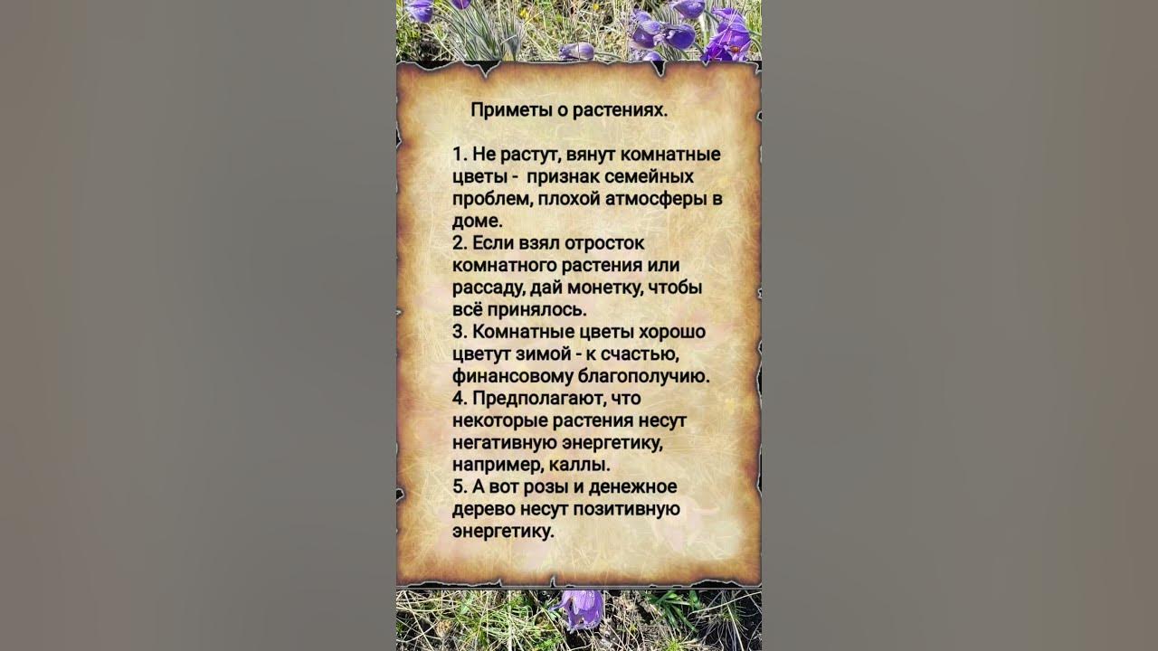 Приметы про цветы. Растения которые предсказывают погоду. Приметы по цветам. Приметы о весенних растениях. Приметы по растениям.