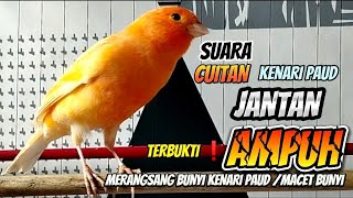 suara cuitan kenari paud jantan pancingan kenari paud agar cepat bunyi || pancingan kenari paud #44