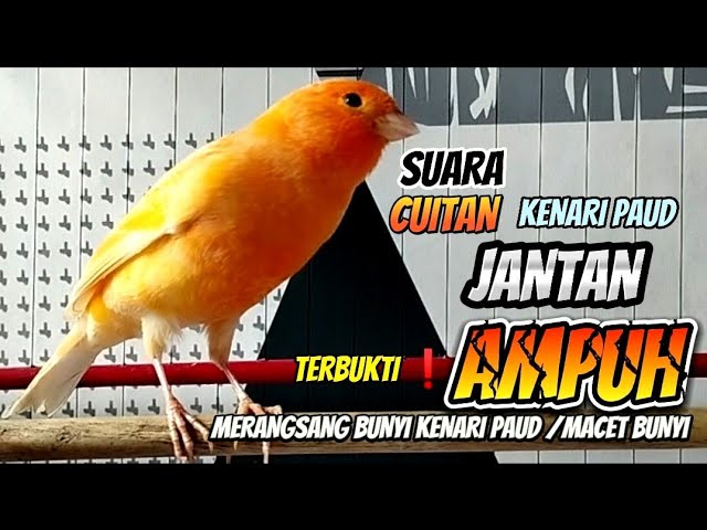 suara cuitan kenari paud jantan pancingan kenari paud agar cepat bunyi || pancingan kenari paud #44 class=