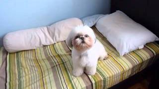 Shih tzu howling