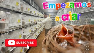 Empezamos a criar y os respondo las dudas sobre el Pienso !!