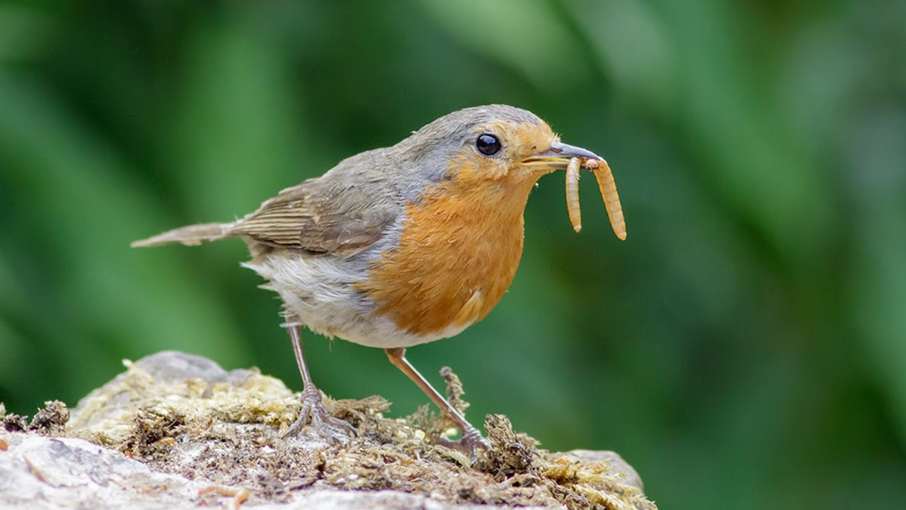 Wild Bird Eating a Banana Close Up of a Hummingbird YouTube