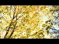 Feelings make us human 🌳🌼 Deep focus Study//Work [ Lofi hip hop - Lofi Beats ]