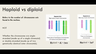 Haploid Vs Diploid