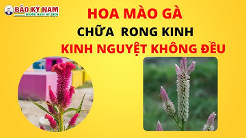 Hoa mào gà chữa rong kinh, kinh nguyệt ko đều | Thông tin chính xác nhất