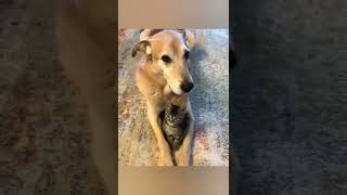 FRIENDS ｡◕‿◕｡#shorts #share #viral #приколысживотными #коты #cat #dog #catvideos #positivevibes