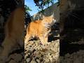 Kucing Oyen Lucu