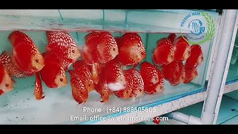 Red Panda - Cá Dĩa Panda Đỏ