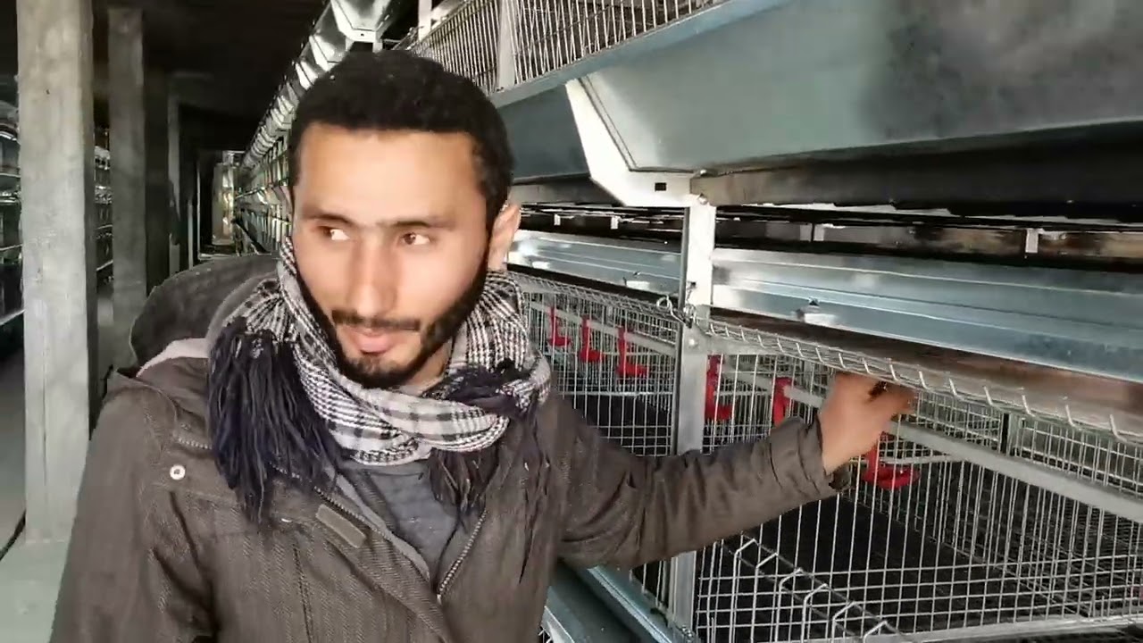 شركة المزاحى لصناعة بطاريات الدواجن الحديثهAMA