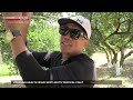 Pressing health issue spotlights tropical fruitーNHK WORLD-JAPAN NEWS