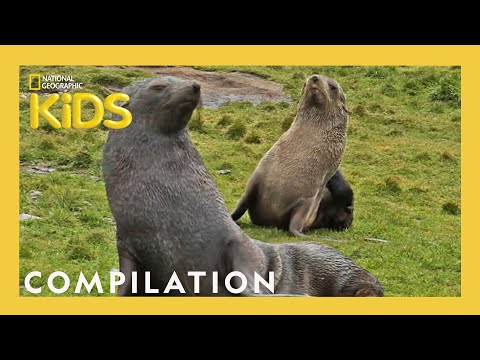 What Do Animals Think! | Animal Lol | Nat Geo Kids Compilation | Natgeokids