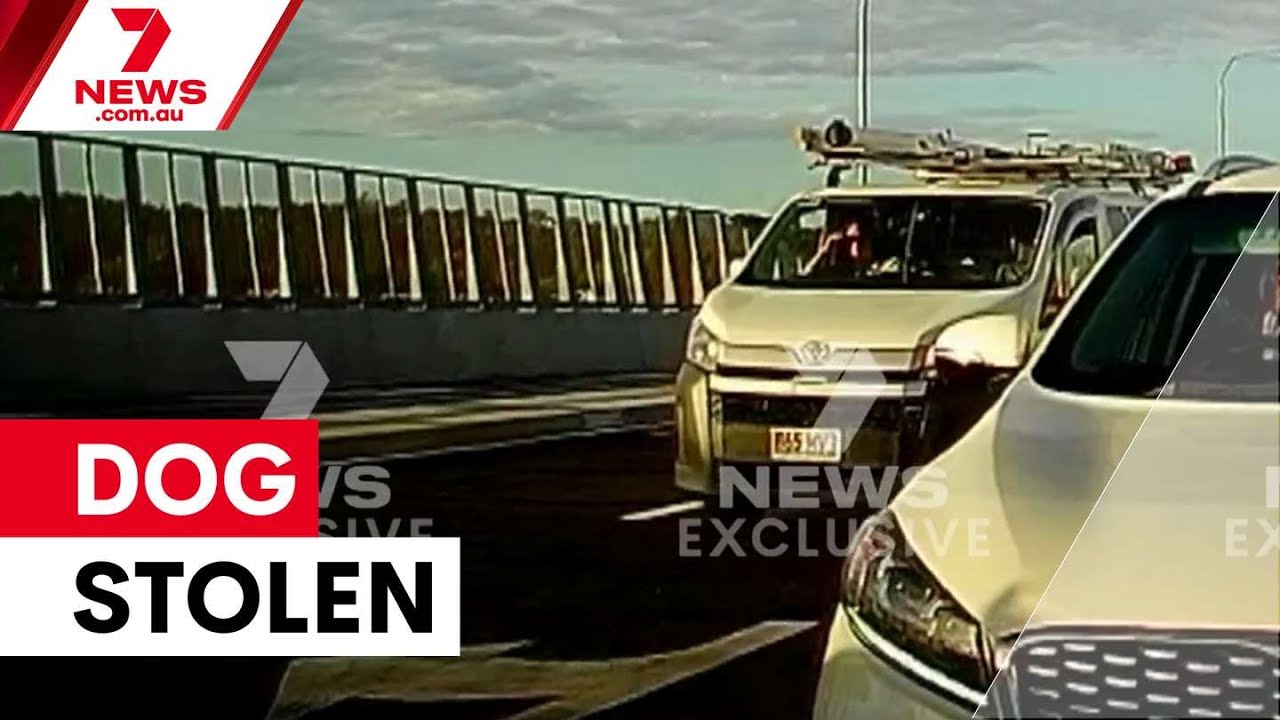 Sausage dog rescued after five-hour stolen car chase | 7NEWS