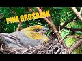 PINE GROSBEAK SONG | Nesting Bird | Bird Nest Camera Live