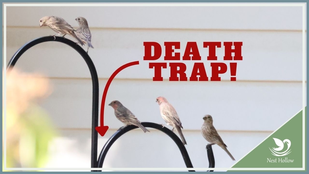 ОПАСНОСТЬ ДЛЯ ПТИЦ: Двусторонние пастушьи крюки