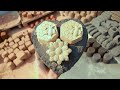 New Relaxing Crumbling Vlog | Satisfying Dry Texture ASMR