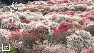 Download lagu Quiet Japan in Spring | Day & Night Plum Blossom Walks Through Mie | 4K HDR