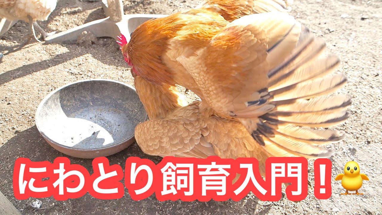 (超初心者向け)ニワトリのオスとメスの見分け方！ - YouTube