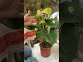 Hablemos de anthurios #plantas #flores