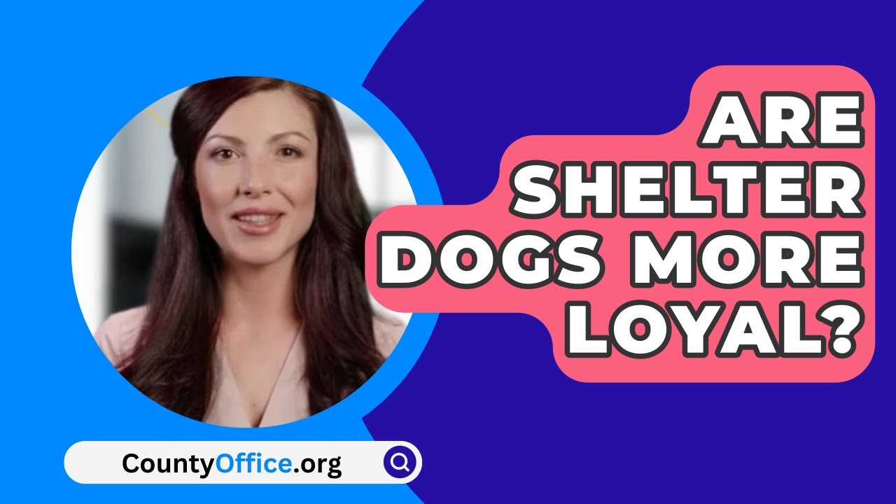 Are Shelter Dogs More Loyal? YouTube