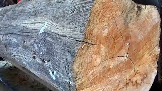 Just Because It Was Dry This Wood Was Considered Trash And Its Contents Amazed Everyone.