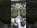 kachche cary ki juice  # short # vide viral