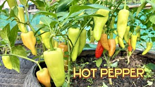 Hot Pepper Can Grow In Old Tire Easily