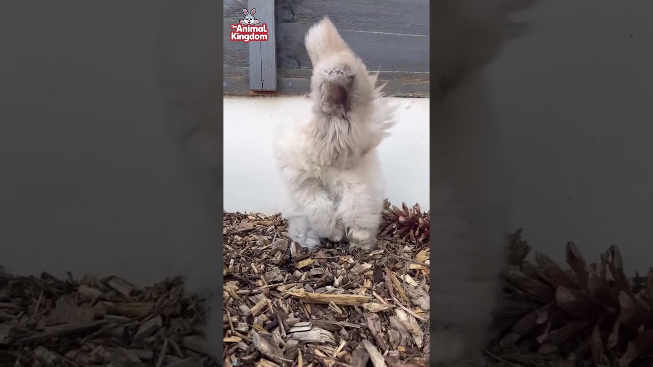 У этого кролика самая мягкая шерсть в мире.