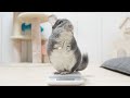 【衝撃】おやつを食べるたびに体重が増えるチンチラ