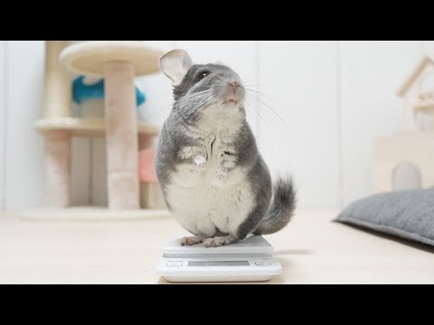 Chiichannel - YouTube