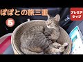 探検家ぽぽ【explorer popo】
