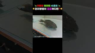 무더운 여름철 테라핀 수조는 어떻게 관리 해야할까?!