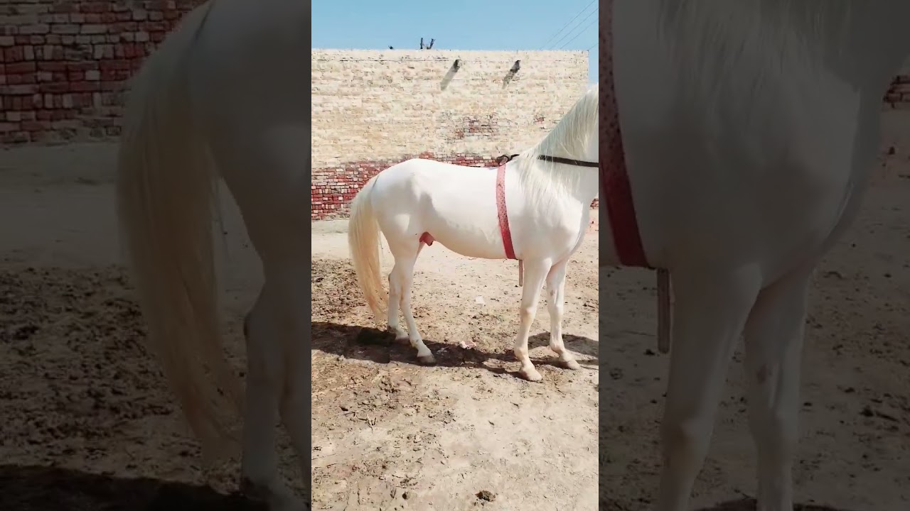 Zula Sial Best Breeder Horse In Pakistan || Zula Sial wala Ghora || Top Breeder Horse In Pakistan