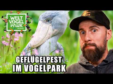 Geflügelpest im Vogelpark Walsrode – fast 100 Tiere getötet | Robert Marc Lehmann reagiert