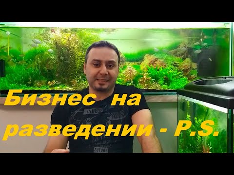 Разведение аквариумных рыбок как бизнес. Постскриптум.