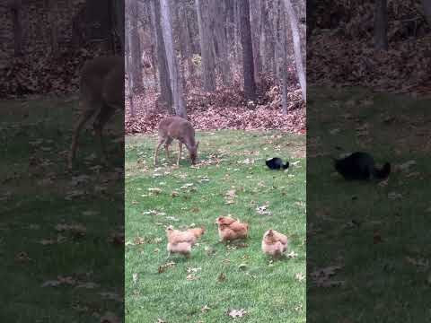 A Deer A Cat And Some Chickens Walk Into A Bar
