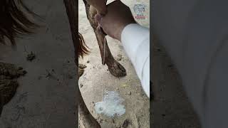 Coliform mastitis symptom in cattle