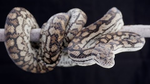 Inland carpet pythons