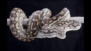 Celebrity Inland carpet pythons Wealth