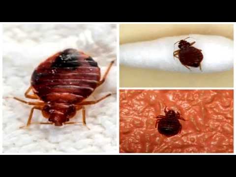 Постельные КЛЕЩИ / КЛОПЫ