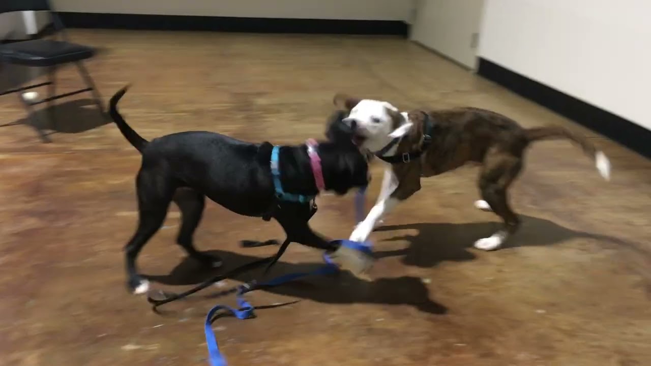 Meet Oreo a Mixed Breed, Medium (up to 44 lbs fully grown) currently available for adoption! 1/26/20