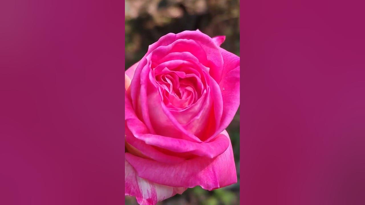 One Rose Says More Than The Dozen uttarakhand devbhoomi nature rose one-rose-says-more-than-the-dozen-uttarakhand-devbhoomi-nature-rose