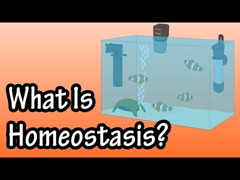 Homeostase - Wat is homeostase - Wat is het instelpunt voor homeostase - Homeostase in het menselijk lichaam?