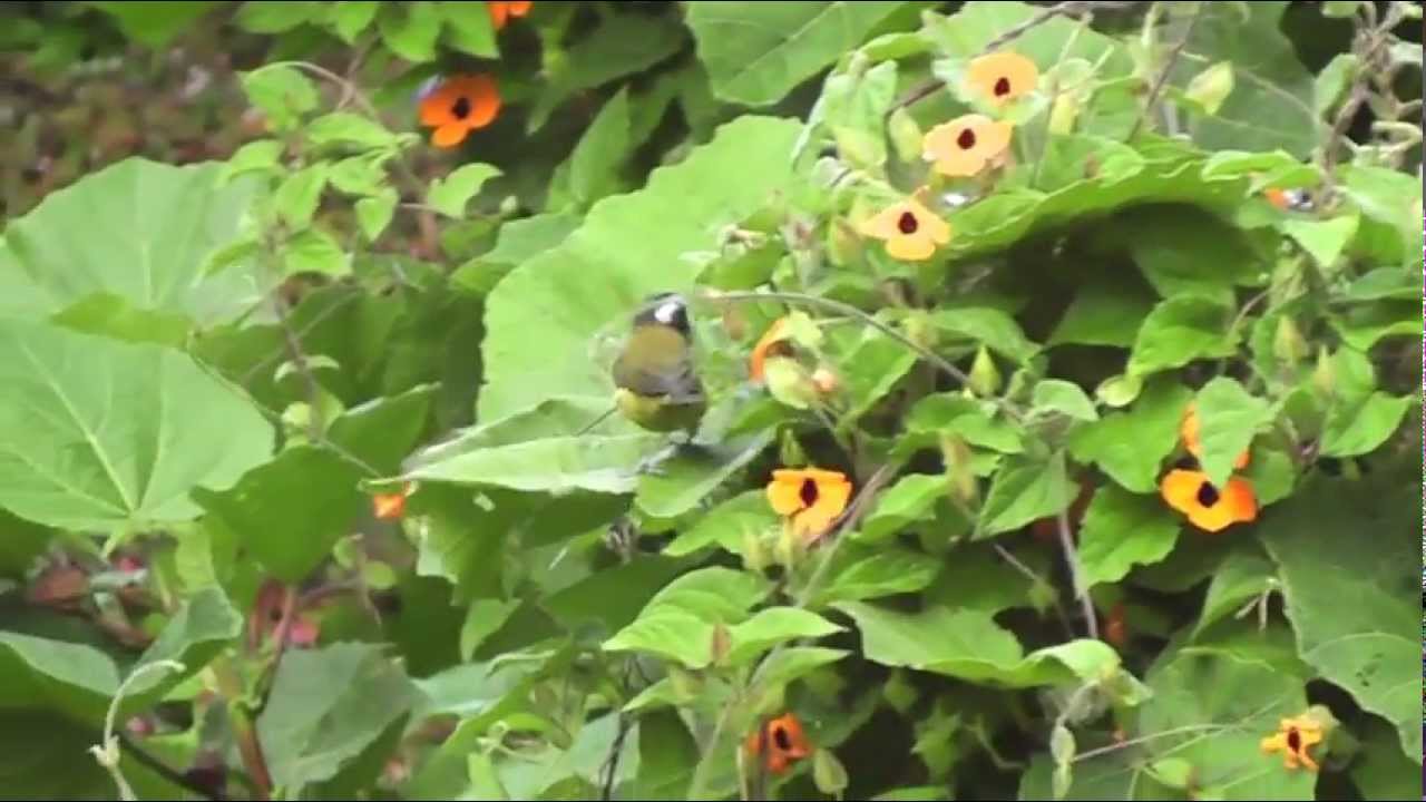 Sooty-Capped Bush-Tanager